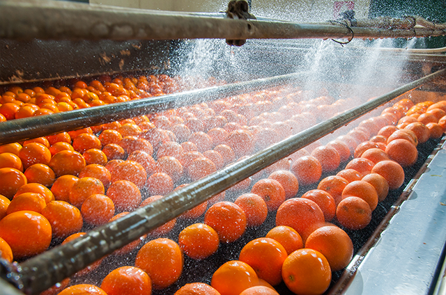 Oranges getting sprayed during processing
